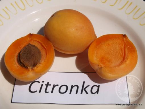 Citronka meruňka podnož semenáč kontejner