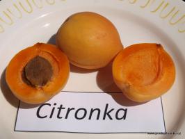 Citronka meruňka podnož semenáč kontejner