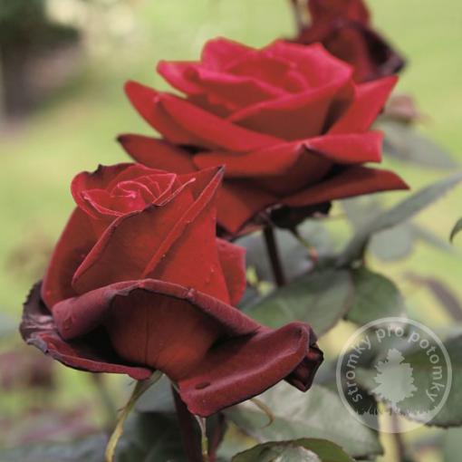 Barkarole velkokvětá růže - čajohybrid
