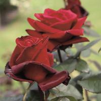Barkarole velkokvětá růže - čajohybrid