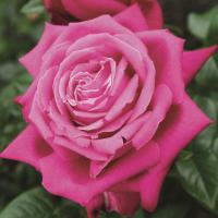 Senteur Royale velkokvětá růže čajohybrid