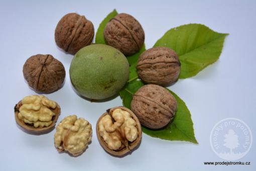 Milotai 10 ořešák