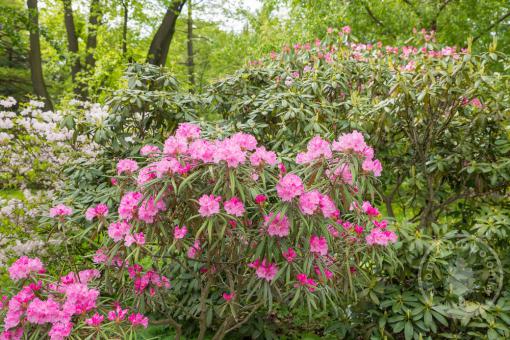 Rhododendron Graziella