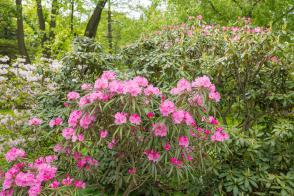 Rhododendron Graziella