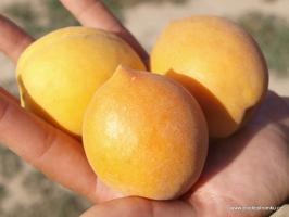 Meruňka Citronka (podnož Myrobalán)