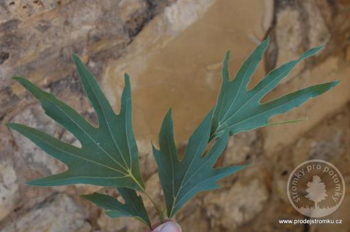 Platan východní Digitata