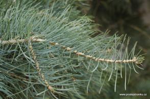 Jedle ojíněná Violacea (balová sazenice)