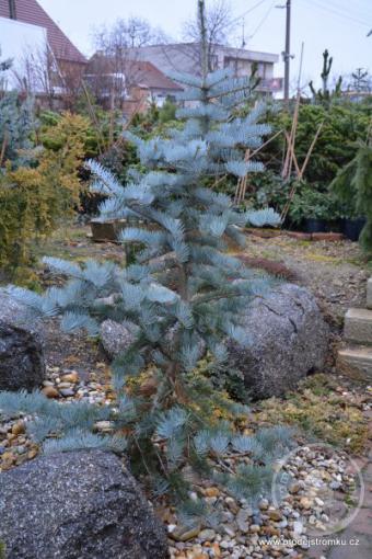 Jedle ojíněná Violacea (balová sazenice)