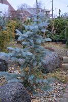 Jedle ojíněná Violacea (balová sazenice)