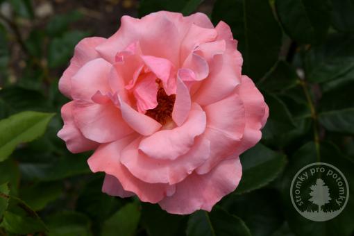 Queen Elisabeth růže