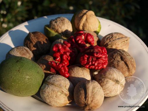 Red Morawian - Juglans Regia