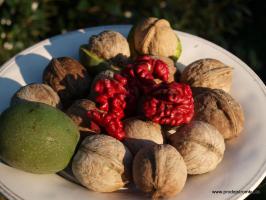 Red Morawian - Juglans Regia