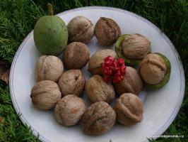 Red Morawian - Juglans Regia