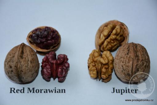 Red Morawian - Juglans Regia