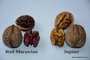 Red Morawian - Juglans Regia