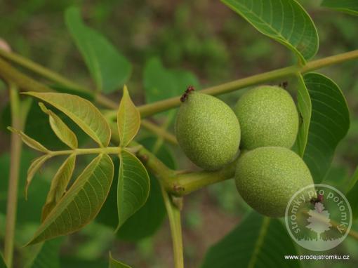 Red Morawian - Juglans Regia