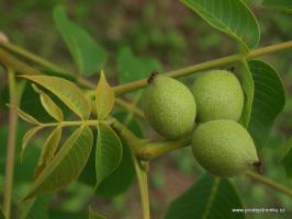 Red Morawian - Juglans Regia