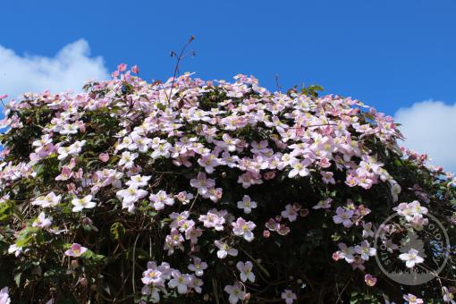 Plamének horský Rubens