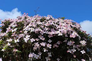 Plamének horský Rubens