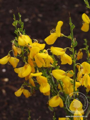 Čilimník Golden Sunlight