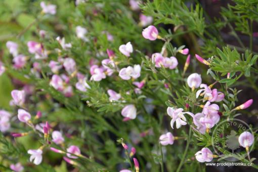 Čilimník Moyclare Pink