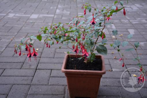 Mrazuvzdorná Fuchsie