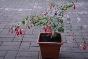 Mrazuvzdorná Fuchsie