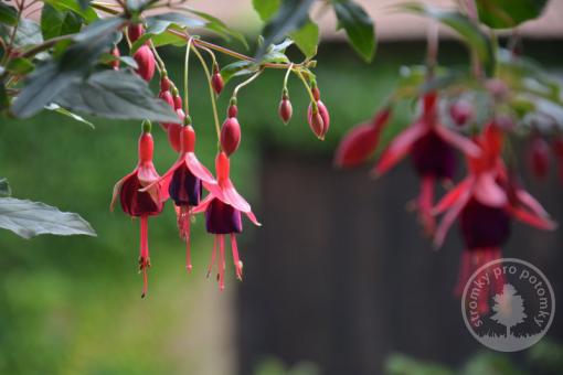 Mrazuvzdorná Fuchsie