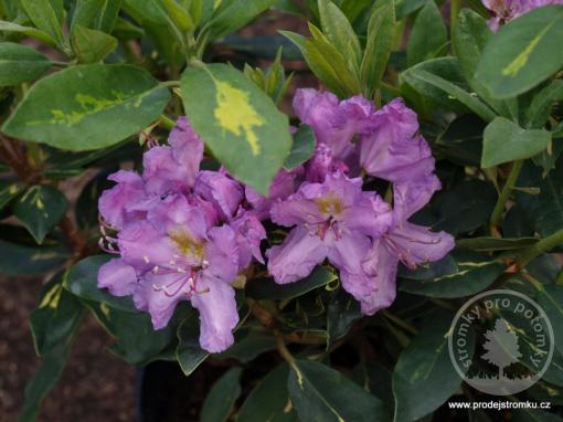 Rhododendron Goldflimmer