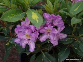 Rhododendron Goldflimmer