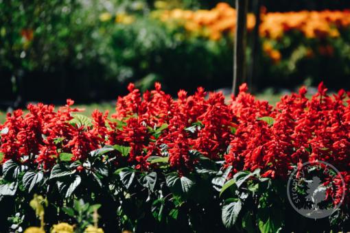 Lobelka Fanship Scarlett