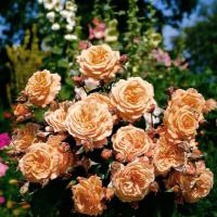 Belvedere růže sadová