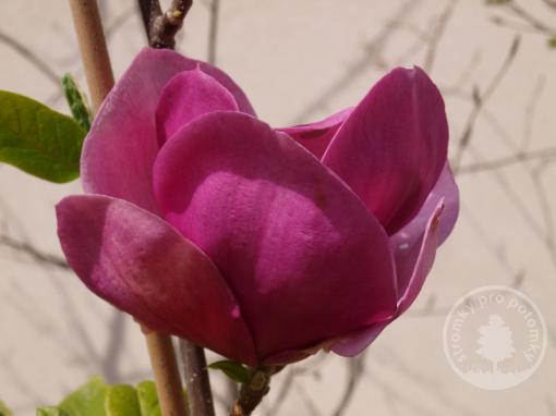 Magnolie Cleopatra