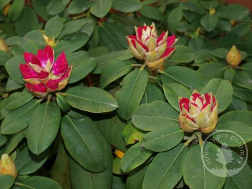 Rhododendron x hybridy Germania