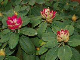 Rhododendron x hybridy Germania