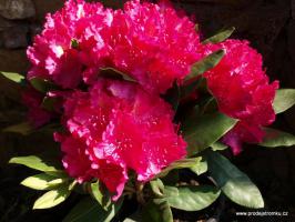 Rhododendron x hybridy Germania