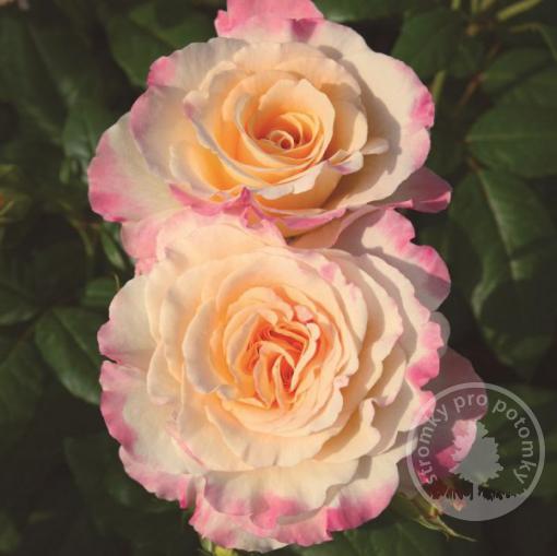 Aquarell velkokvětá růže - čajohybrid