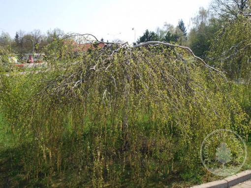 Bříza bělokorá Youngii kmínek 150cm