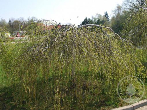 Bříza bělokorá Youngii kmínek 180cm