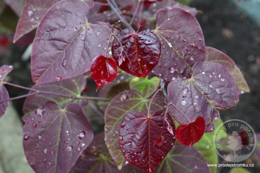 Zmarlika kanadská Ruby Falls (kmínek 170cm)
