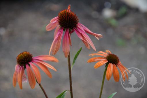 Třapatka nachová Rainbow Marcella