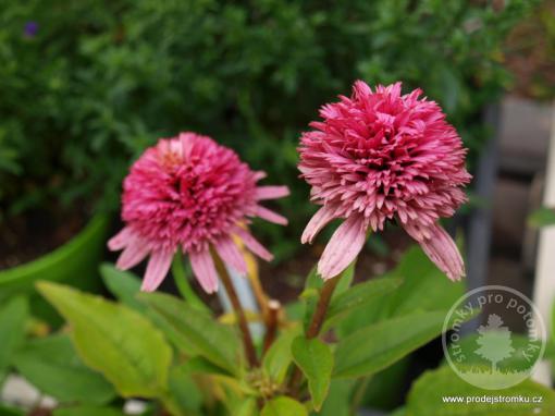 Třapatka nachová Pink Double Delight