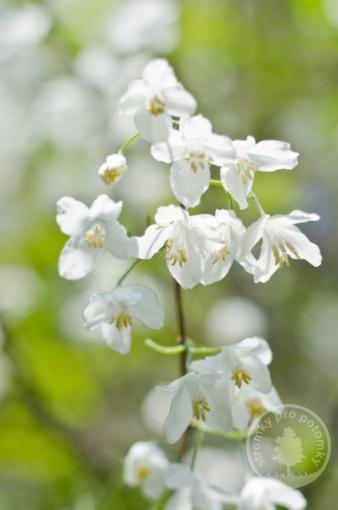 Halésie karolínská