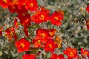 Deváterník Red Dragon