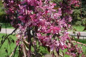 Okrasná jabloň Royal Beauty