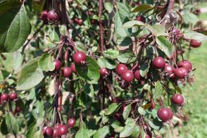 Okrasná jabloň Royal Beauty