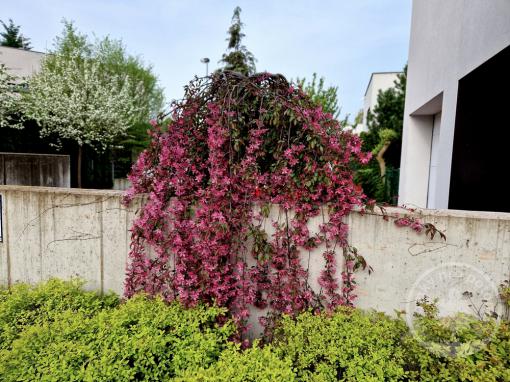 Okrasná jabloň Royal Beauty