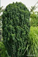 Svída krvavá Compressa - kmínek 80cm