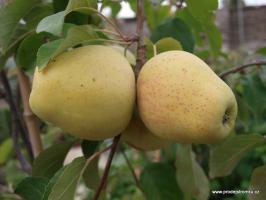 Jabloň Zvonkové (podnož semenáč, vysokokmen)