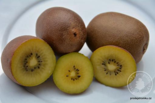 Golden kiwi samičí rostlina